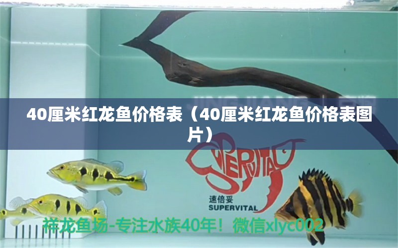 40厘米红龙鱼价格表（40厘米红龙鱼价格表图片）