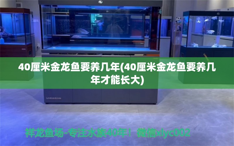 40厘米金龙鱼要养几年(40厘米金龙鱼要养几年才能长大)