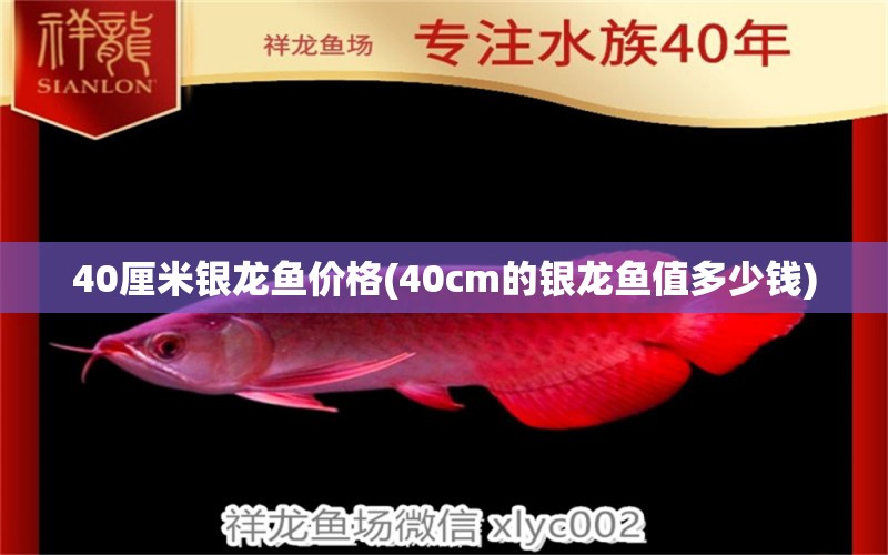 40厘米银龙鱼价格(40cm的银龙鱼值多少钱) 银龙鱼