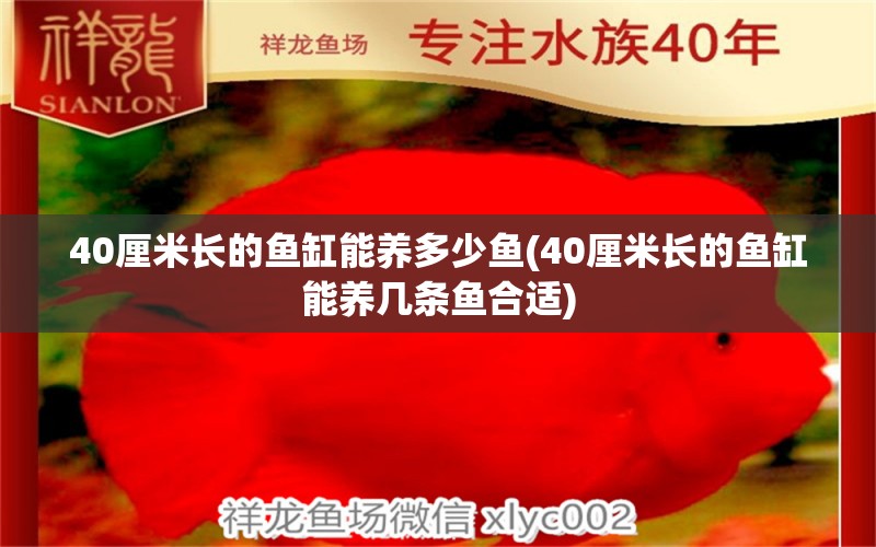 40厘米长的鱼缸能养多少鱼(40厘米长的鱼缸能养几条鱼合适)