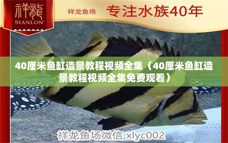 40厘米鱼缸造景教程视频全集（40厘米鱼缸造景教程视频全集免费观看）