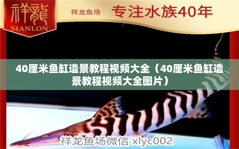 40厘米鱼缸造景教程视频大全（40厘米鱼缸造景教程视频大全图片） 鱼缸百科