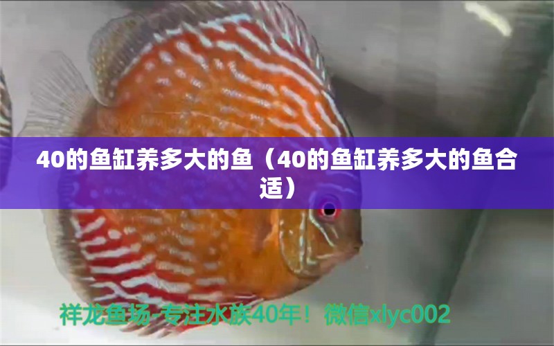 40的鱼缸养多大的鱼（40的鱼缸养多大的鱼合适）