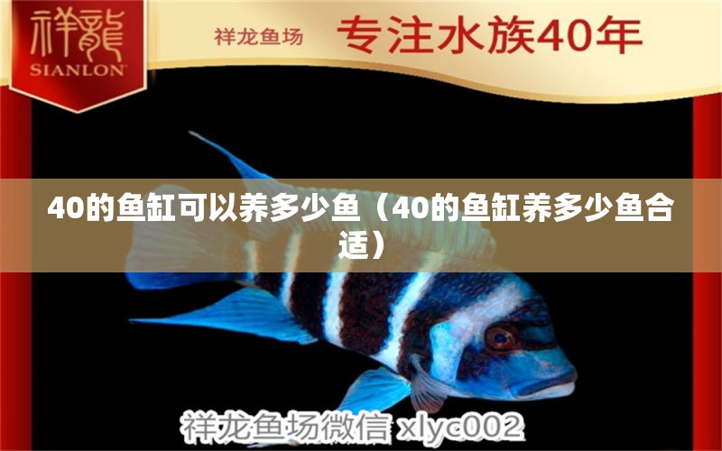 40的鱼缸可以养多少鱼（40的鱼缸养多少鱼合适）