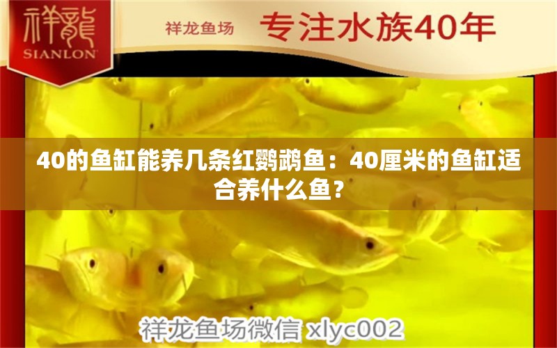 40的鱼缸能养几条红鹦鹉鱼：40厘米的鱼缸适合养什么鱼？