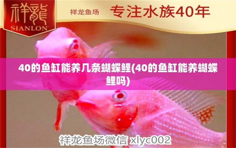 40的鱼缸能养几条蝴蝶鲤(40的鱼缸能养蝴蝶鲤吗)