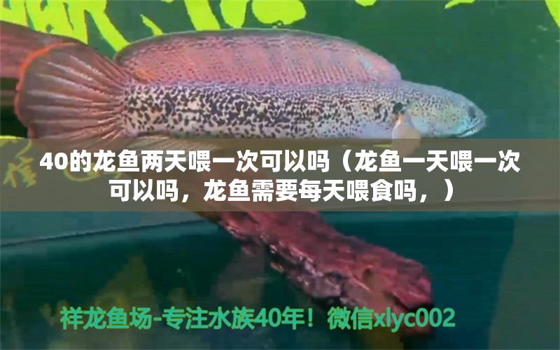 40的龙鱼两天喂一次可以吗（龙鱼一天喂一次可以吗，龙鱼需要每天喂食吗，） 水族问答 第2张