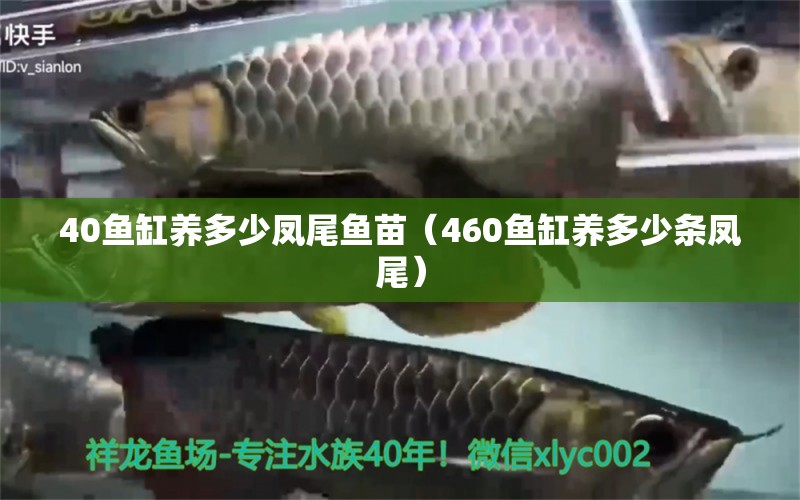 40鱼缸养多少凤尾鱼苗（460鱼缸养多少条凤尾）