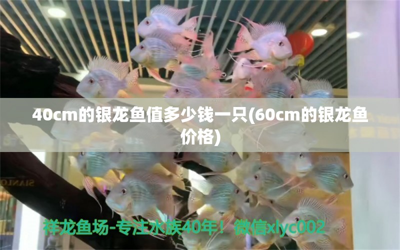 40cm的银龙鱼值多少钱一只(60cm的银龙鱼价格) 银龙鱼