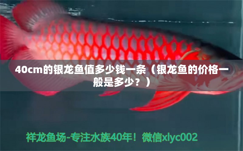 40cm的银龙鱼值多少钱一条（银龙鱼的价格一般是多少？） 水族问答 第2张