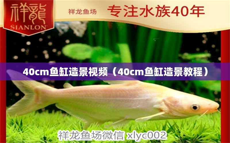 40cm鱼缸造景视频（40cm鱼缸造景教程）