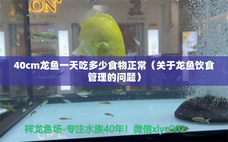 40cm龙鱼一天吃多少食物正常（关于龙鱼饮食管理的问题） 水族问答 第2张