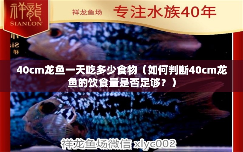 40cm龙鱼一天吃多少食物（如何判断40cm龙鱼的饮食量是否足够？） 水族问答 第2张