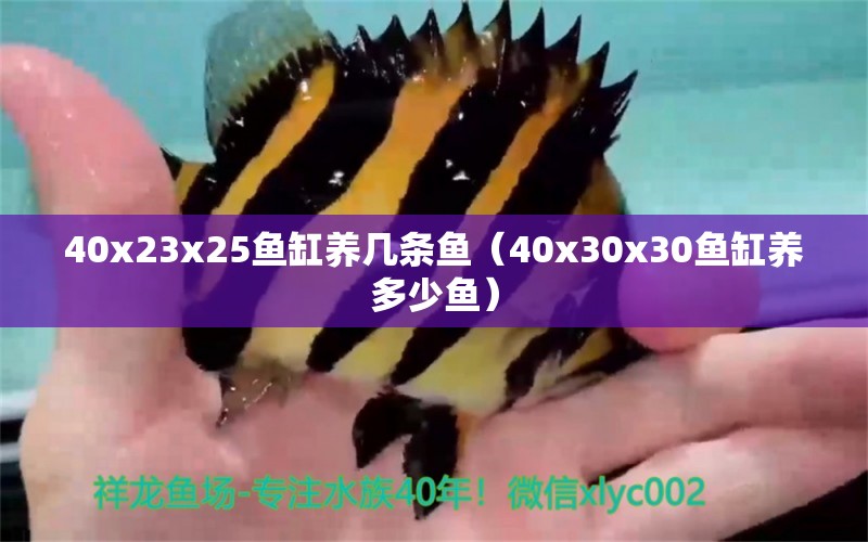 40x23x25鱼缸养几条鱼（40x30x30鱼缸养多少鱼） 观赏鱼市场（混养鱼）