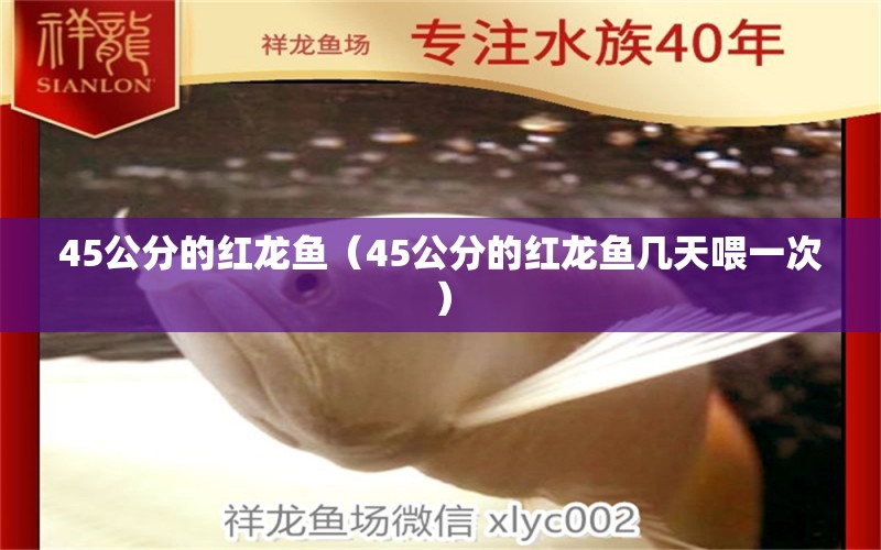 45公分的红龙鱼（45公分的红龙鱼几天喂一次）