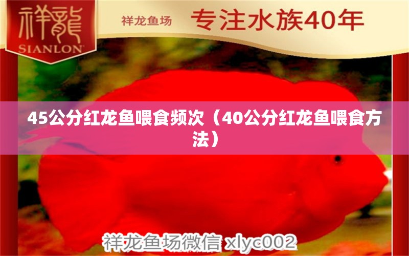 45公分红龙鱼喂食频次（40公分红龙鱼喂食方法）