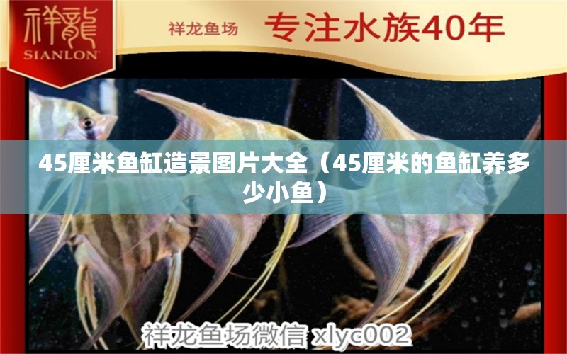 45厘米鱼缸造景图片大全（45厘米的鱼缸养多少小鱼） 广州观赏鱼批发市场