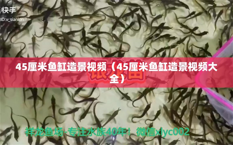 45厘米鱼缸造景视频（45厘米鱼缸造景视频大全） 鱼缸百科