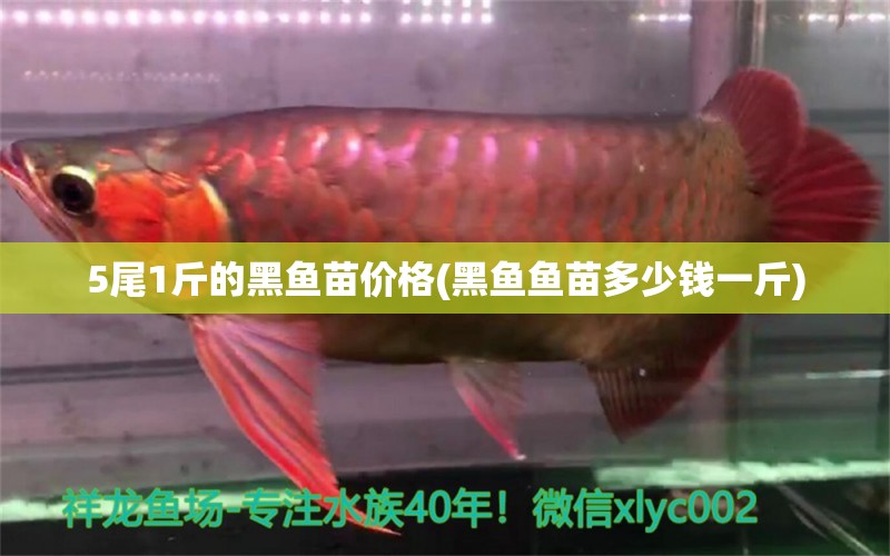 5尾1斤的黑鱼苗价格(黑鱼鱼苗多少钱一斤) 水族品牌 第1张