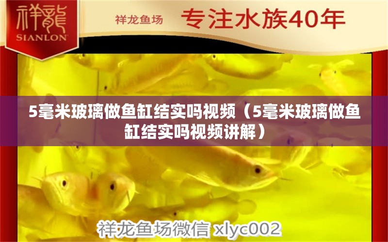 5毫米玻璃做鱼缸结实吗视频（5毫米玻璃做鱼缸结实吗视频讲解）