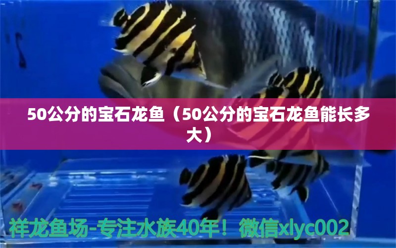 50公分的宝石龙鱼（50公分的宝石龙鱼能长多大）