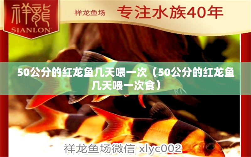 50公分的红龙鱼几天喂一次（50公分的红龙鱼几天喂一次食）