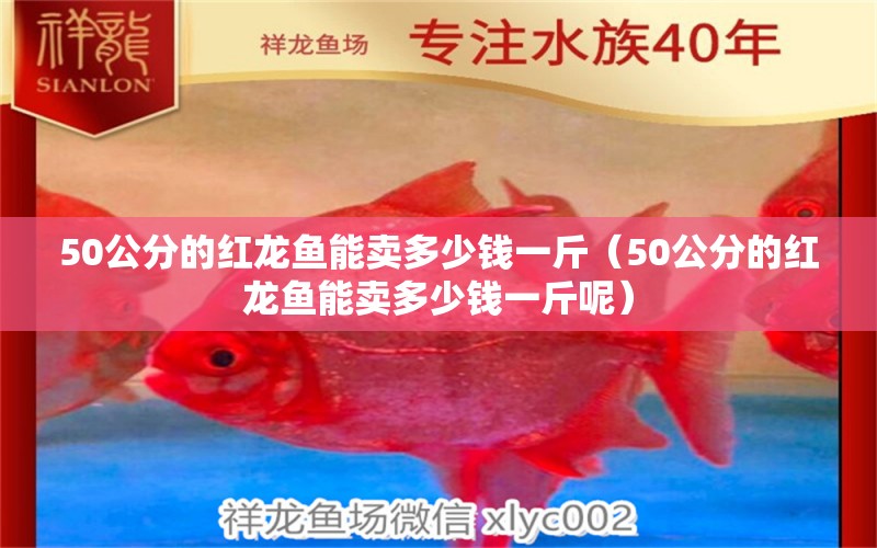 50公分的红龙鱼能卖多少钱一斤（50公分的红龙鱼能卖多少钱一斤呢） 网上购买观赏鱼