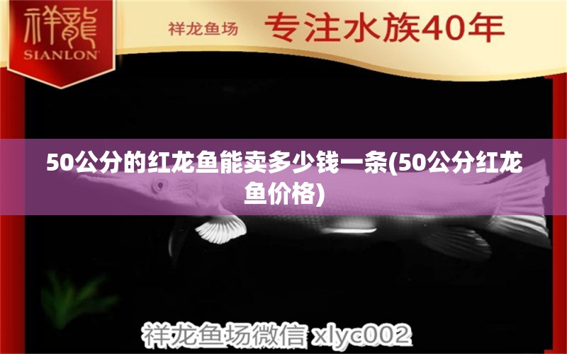 50公分的红龙鱼能卖多少钱一条(50公分红龙鱼价格) 和尚鱼