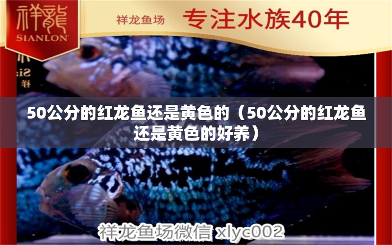 50公分的红龙鱼还是黄色的（50公分的红龙鱼还是黄色的好养） 印尼红龙鱼