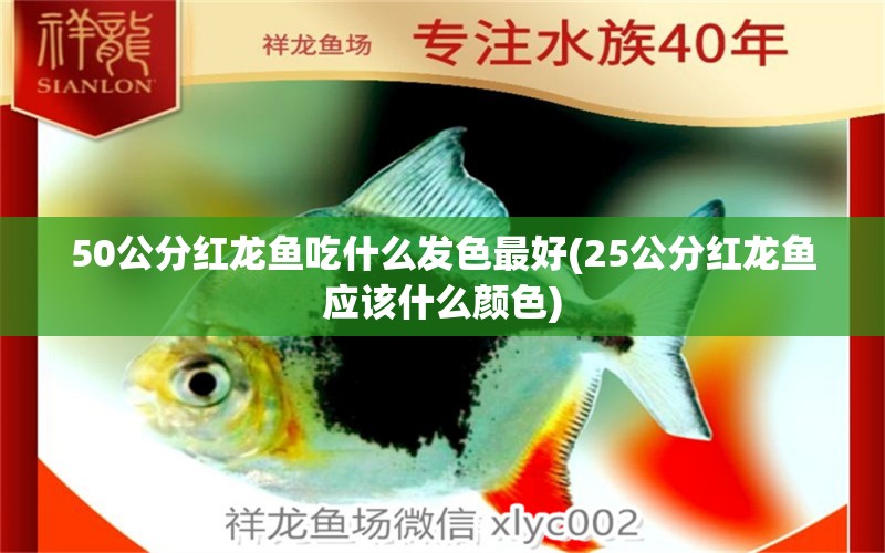 50公分红龙鱼吃什么发色最好(25公分红龙鱼应该什么颜色) 白子金龙鱼