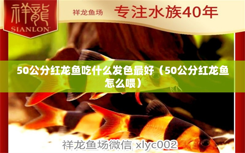 50公分红龙鱼吃什么发色最好（50公分红龙鱼怎么喂） 印尼红龙鱼