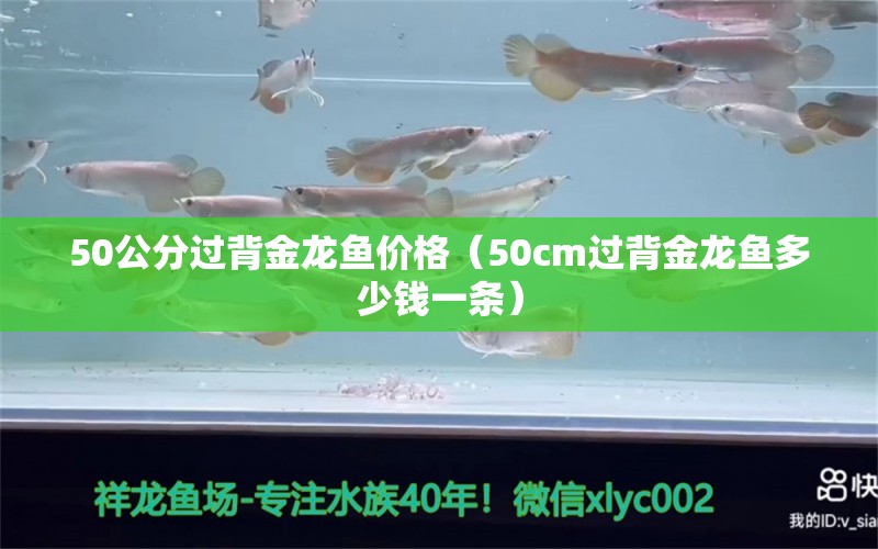 50公分过背金龙鱼价格（50cm过背金龙鱼多少钱一条） 过背金龙鱼