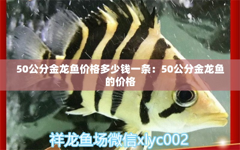 50公分金龙鱼价格多少钱一条：50公分金龙鱼的价格 龙鱼百科 第1张