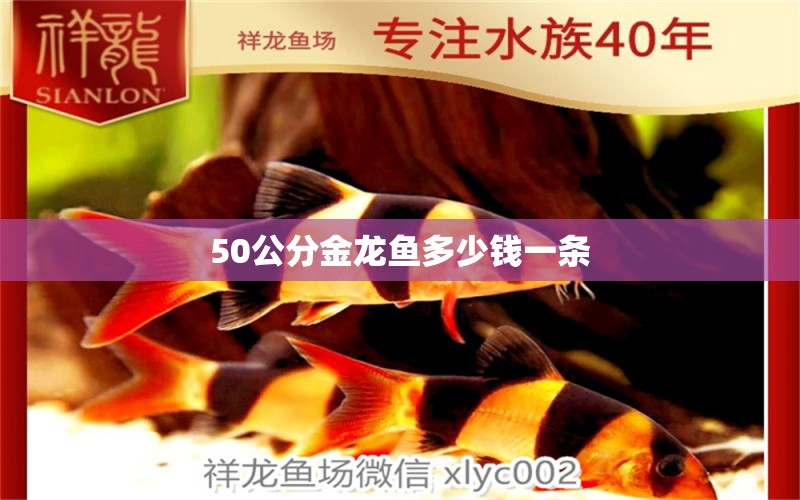 50公分金龙鱼多少钱一条 龙鱼百科 第1张