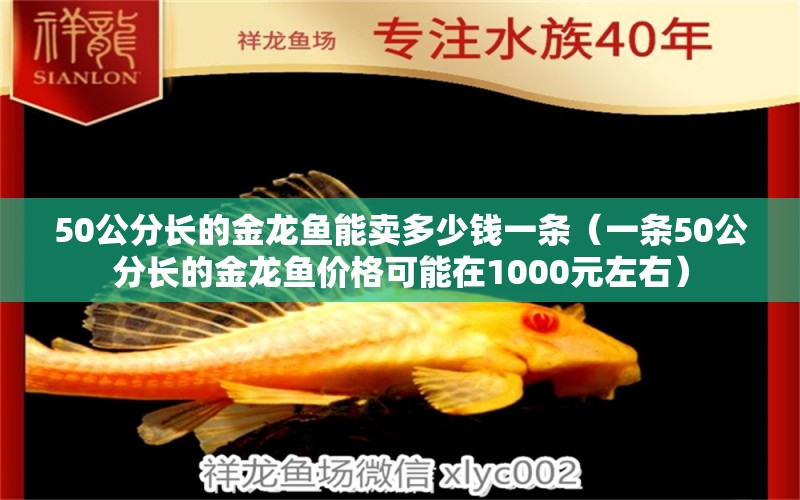 50公分长的金龙鱼能卖多少钱一条（一条50公分长的金龙鱼价格可能在1000元左右） 龙鱼百科 第2张