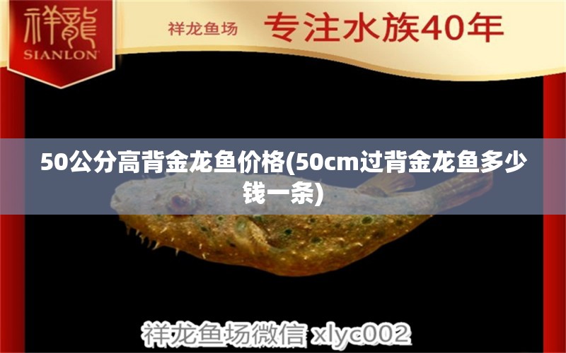 50公分高背金龙鱼价格(50cm过背金龙鱼多少钱一条) 高背金龙鱼