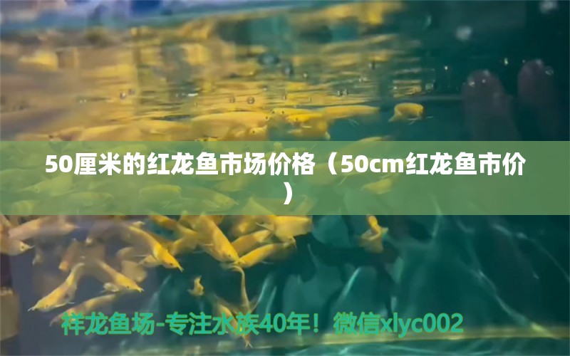 50厘米的红龙鱼市场价格（50cm红龙鱼市价）