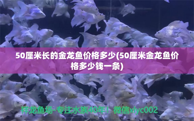 50厘米长的金龙鱼价格多少(50厘米金龙鱼价格多少钱一条) 红白锦鲤鱼