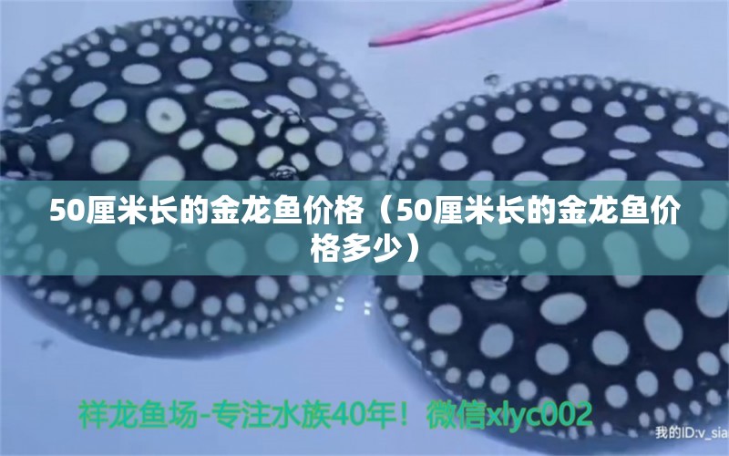 50厘米长的金龙鱼价格（50厘米长的金龙鱼价格多少） 祥龙水族医院