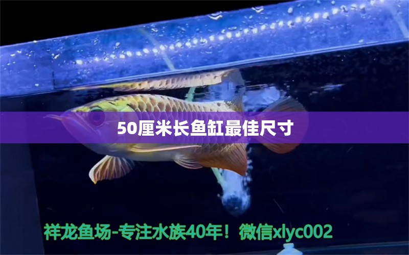 50厘米长鱼缸最佳尺寸 黄金招财猫鱼 第2张