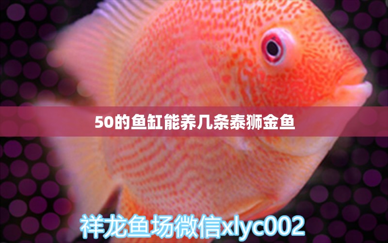 50的鱼缸能养几条泰狮金鱼 祥龙鱼场