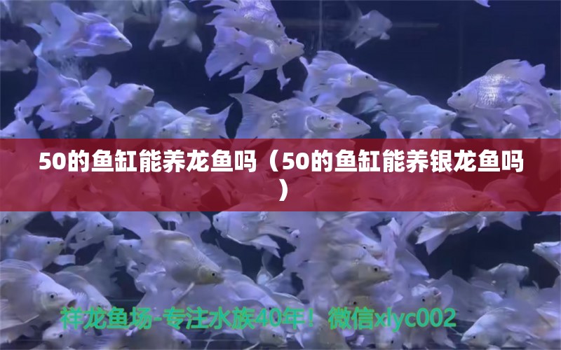 50的鱼缸能养龙鱼吗（50的鱼缸能养银龙鱼吗）