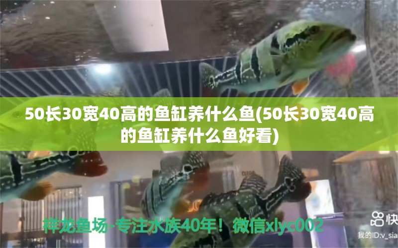 50长30宽40高的鱼缸养什么鱼(50长30宽40高的鱼缸养什么鱼好看)