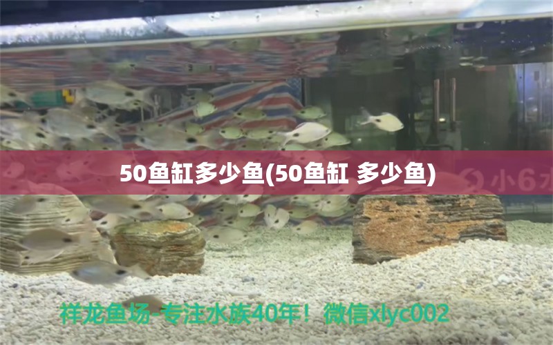 50鱼缸多少鱼(50鱼缸 多少鱼)