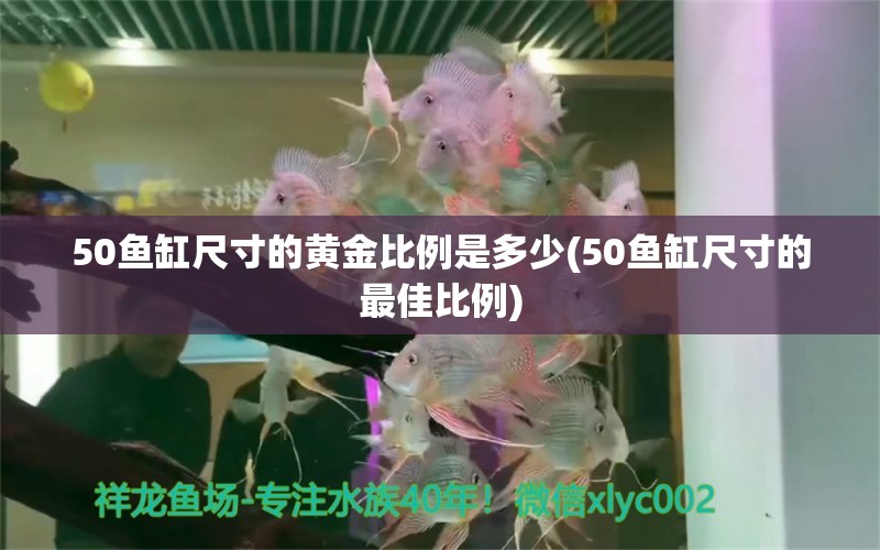 50鱼缸尺寸的黄金比例是多少(50鱼缸尺寸的最佳比例)