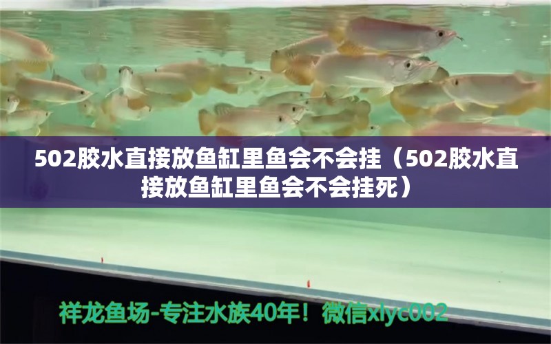 502胶水直接放鱼缸里鱼会不会挂（502胶水直接放鱼缸里鱼会不会挂死）