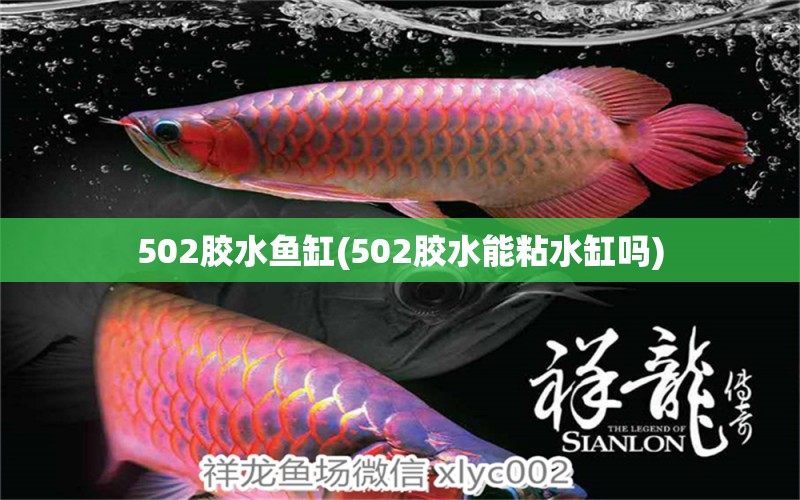 502胶水鱼缸(502胶水能粘水缸吗) 女王大帆鱼