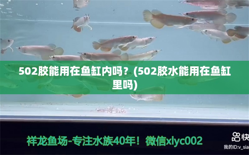 502胶能用在鱼缸内吗？(502胶水能用在鱼缸里吗) 皇冠黑白魟鱼