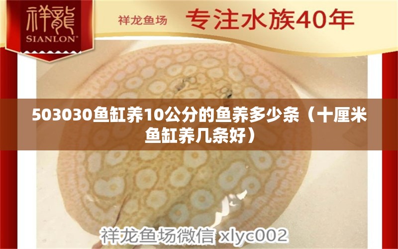 503030鱼缸养10公分的鱼养多少条（十厘米鱼缸养几条好） 鱼缸百科