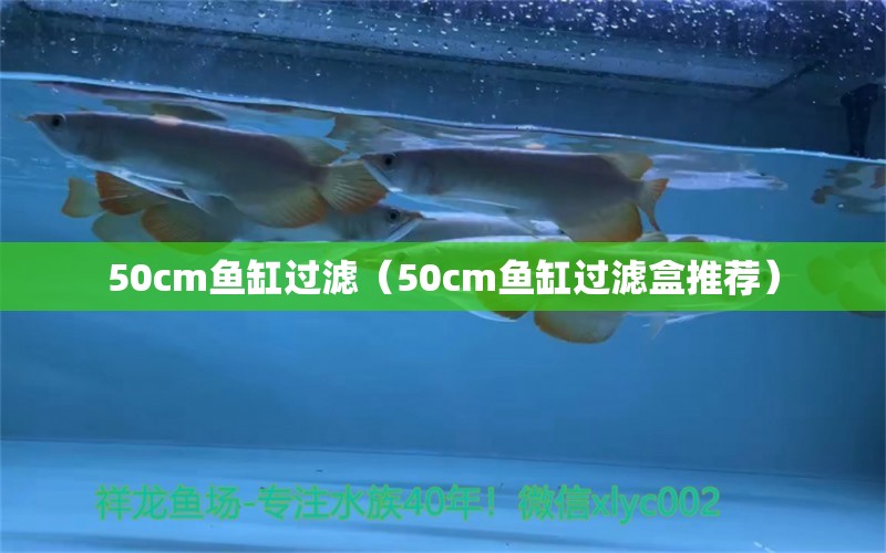 50cm鱼缸过滤（50cm鱼缸过滤盒推荐）